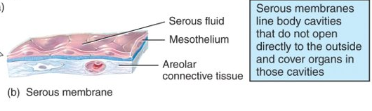 <p>lines a body cavity that does not open directly to the exterior and covers the organs that lie within the cavity (ex. pleura); consist of parietal and visceral</p>