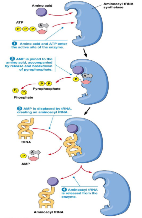 <p>aminoacyl-tRNA synthetase (ARS) catalyzes attachment of amino acid to free 2’ or 3’ OH of the ribose of the adenosine in the 3’ end of tRNA</p><ul><li><p>amino acid and adenosine monophosphate (AMP) are combined on ARS</p></li><li><p>transferring of aminoacyl group from the enzyme complex to the tRNA ‘activates’ the amino acid residue → charged tRNA</p></li><li><p>there are different enzymes based on if amino acid is added to 2’ or 3’ OH</p></li><li><p>20 different synthetases (one per amino acid)</p></li><li><p>ribosome recognizes tRNA NOT the carrying amino acid (fidelity of the aminoacyl tRNA synthetase is crucial</p></li></ul><p></p>