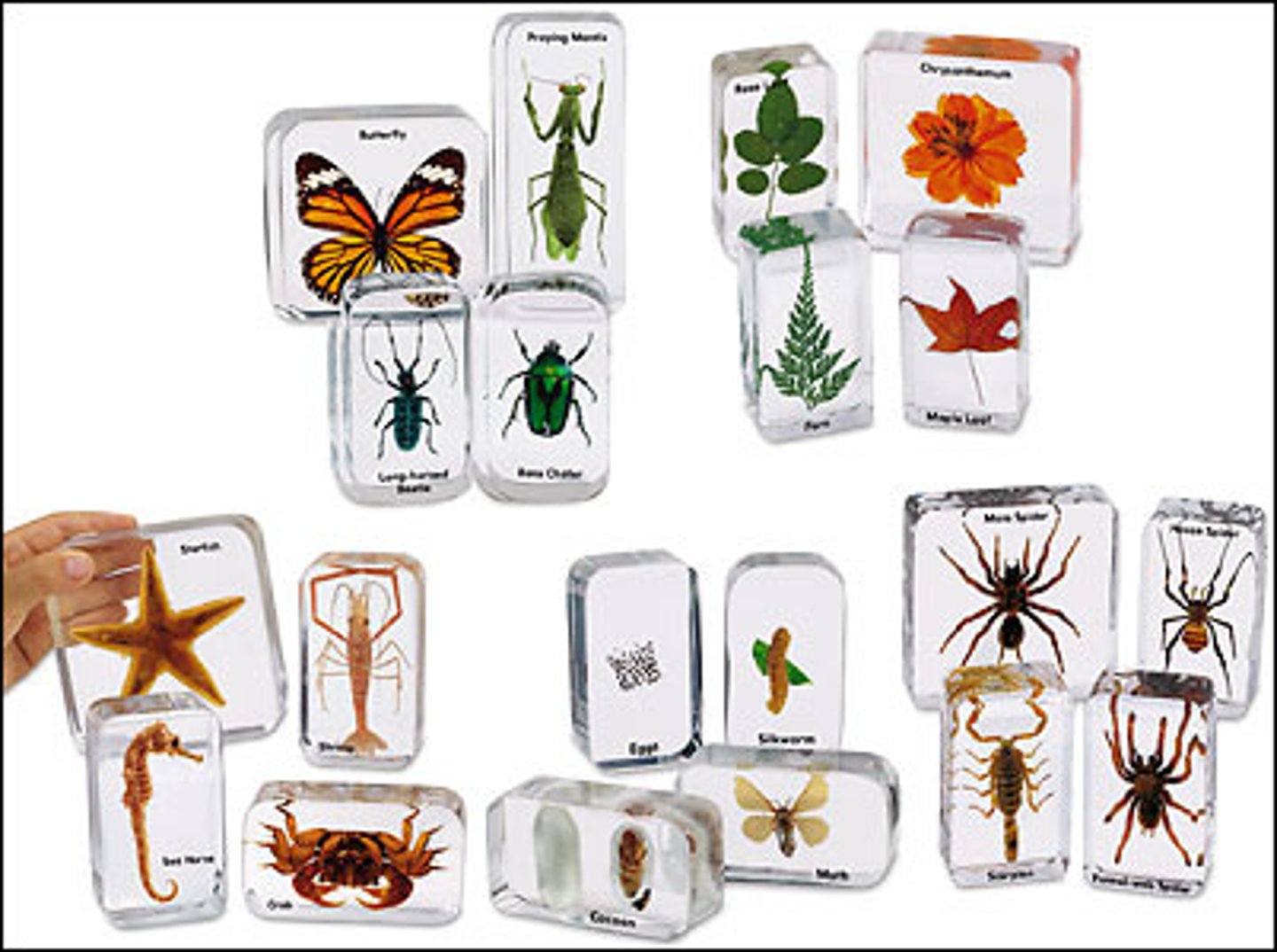 <p>n. 样品，样本；标本</p>