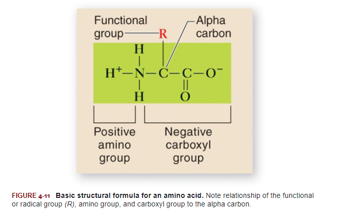 <p>, it consists of a <strong><em>carbon atom</em></strong> (called the alpha carbon) to which are bonded a positive <strong><em>amino group</em></strong> (NH3+), a negative <strong><em>carboxyl group</em></strong> (COO−), a <em>hydrogen atom</em>, and a <strong><em>functional group</em></strong> or<strong><em> radical (R)</em></strong>. It is this functional group that constitutes the unique, identifying part of an amino acid.</p>