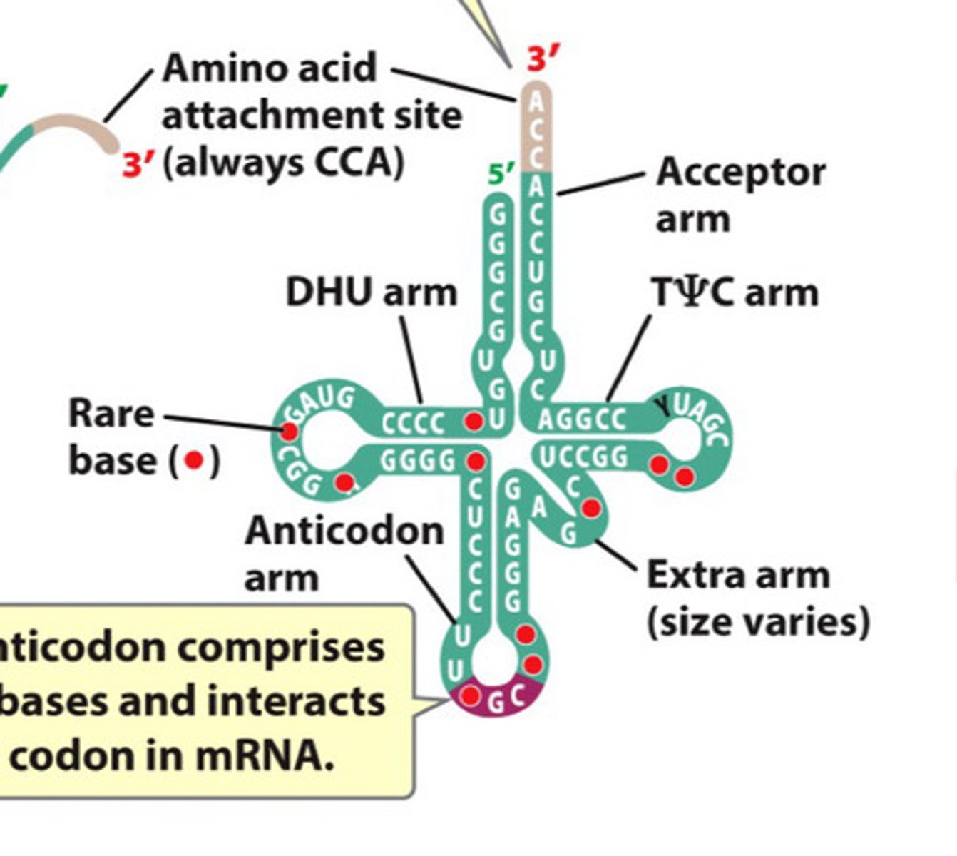 <p>Transfer RNA, links amino acids during translation</p><p>- characteristic secondary structure -</p>