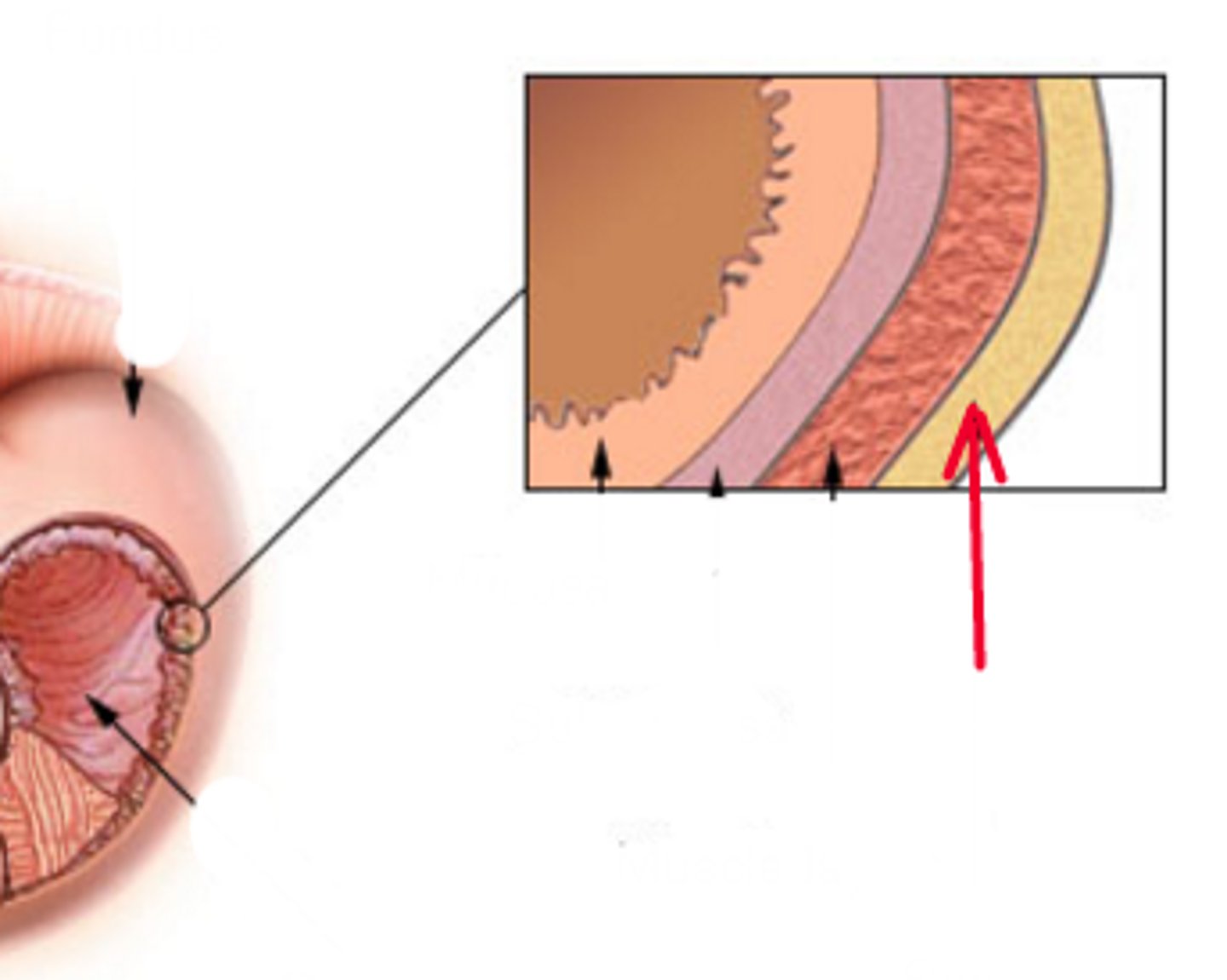 <p>Identify this layer of the stomach.</p>