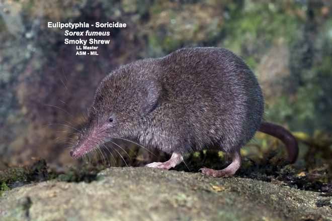 <p>Sorex fumeus</p>