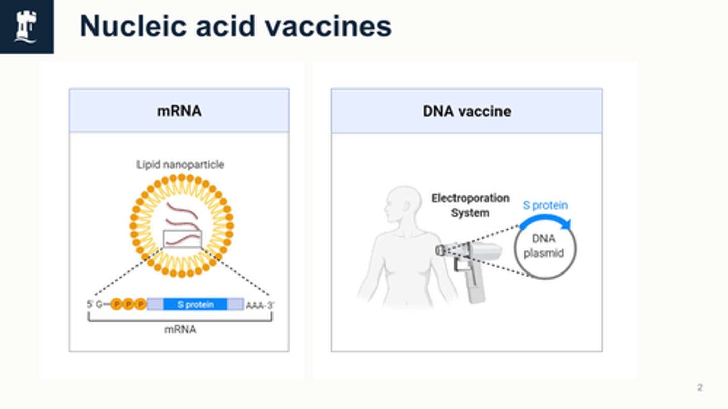 <ul><li><p>Recombinant DNA technology is used to design the mRNA sequence that codes for a viral protein. </p></li><li><p>This mRNA is packaged into lipid nanoparticles and injected into the body where it instructs cells to produce the viral protein to trigger an immune response</p></li><li><p>gets into cytoplasm of cells → template for protein</p></li><li><p>but rna is fragile → protected by the lipid nanoparticles</p></li><li><p>require cold storage</p></li></ul><p></p>