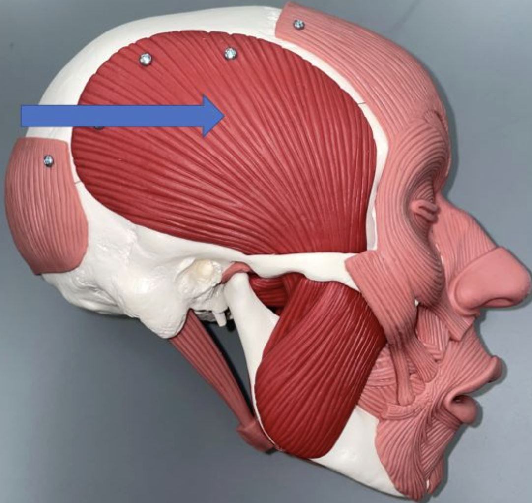 <p>muscle name & function</p>