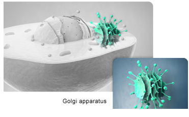 <ul><li><p>once ER has modified the new protein, it is then transferred to the __ for subsequent segregation, packaging, and transport of protein compounds</p></li><li><p>“distribution center” for the cell</p></li><li><p>modifies, packages, and transports proteins</p></li></ul><p></p>