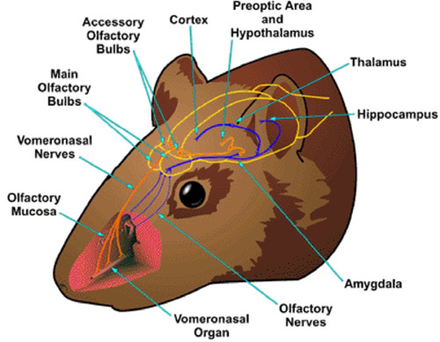 <p>(A) Vomeronasal System</p><p>The Vomeronasal System is present with the accessory olfactory epithelium.</p>