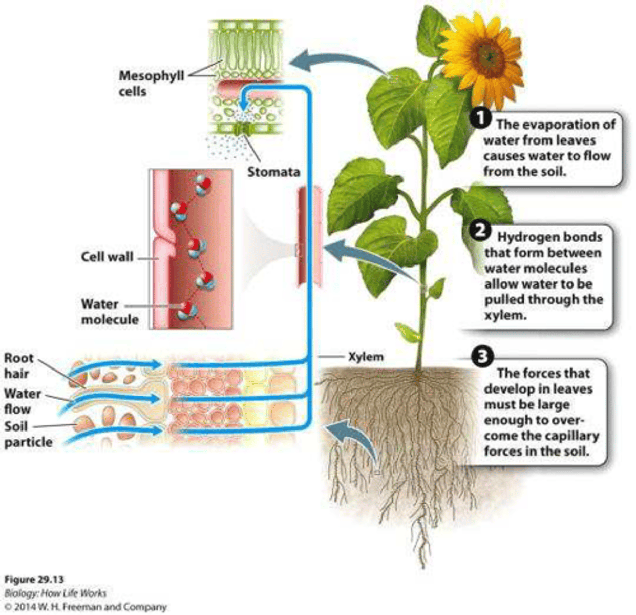 <p>1) The evaporation of water from the leaves causes water to flow from the soil</p><p>2) Hydrogen bonds that form between water molecules allow water to be pulled through the xylem</p><p>3) The forces that develop in leaves must be large enough to overcome the capillary forces in the soil</p>