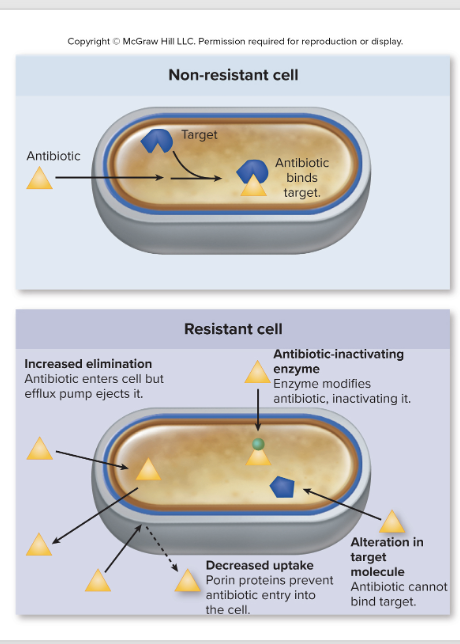 <ul><li><p>Drug-inactivating enzymes</p><ul><li><p>b-lactamases</p><ul><li><p><span><span>A lot of bacteria that is resistant to B lactam drugs produce B-lactamase which is an enxyme that breaks the B lactam ring</span></span></p></li></ul></li><li><p>chloramphenicol acetyltransferase</p></li></ul></li></ul><ul><li><p>Alteration of target</p><ul><li><p><span><span>there is a mutation that alters the target of the drug so now the drug doesn’t bind to the target anymore</span></span></p></li></ul></li><li><p>Decreased uptake of drug</p><ul><li><p>due to changes in porin proteins, which affects what can get through the outer membrane</p></li></ul></li><li><p>Increased elimination of drug</p><ul><li><p>Efflux pumps in cell membrane that pump out drug as soon as they get inside the bacterial cell</p></li></ul></li></ul><p></p>