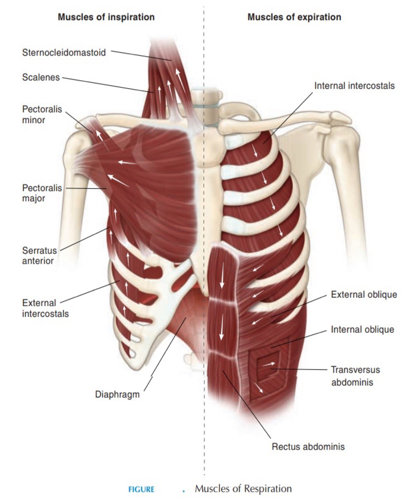 <p>sternocleidomastoid muscle</p>