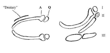 <p>-primitive skeletal element of lower jaw: first PA cartilage (Meckel’s cartilage)</p><p>-anterior portion in first PA cartilage is an elongated bar (Meckel’s cartilage) that is somewhat enlarged posteriorly- known as “articular”, articulates with posterior portion of first PA cartilage “quadrate”</p><p>-primitive joint between the “articular” and the “quadrate” located immediately outside the otic capsule, on its lateral surface</p>