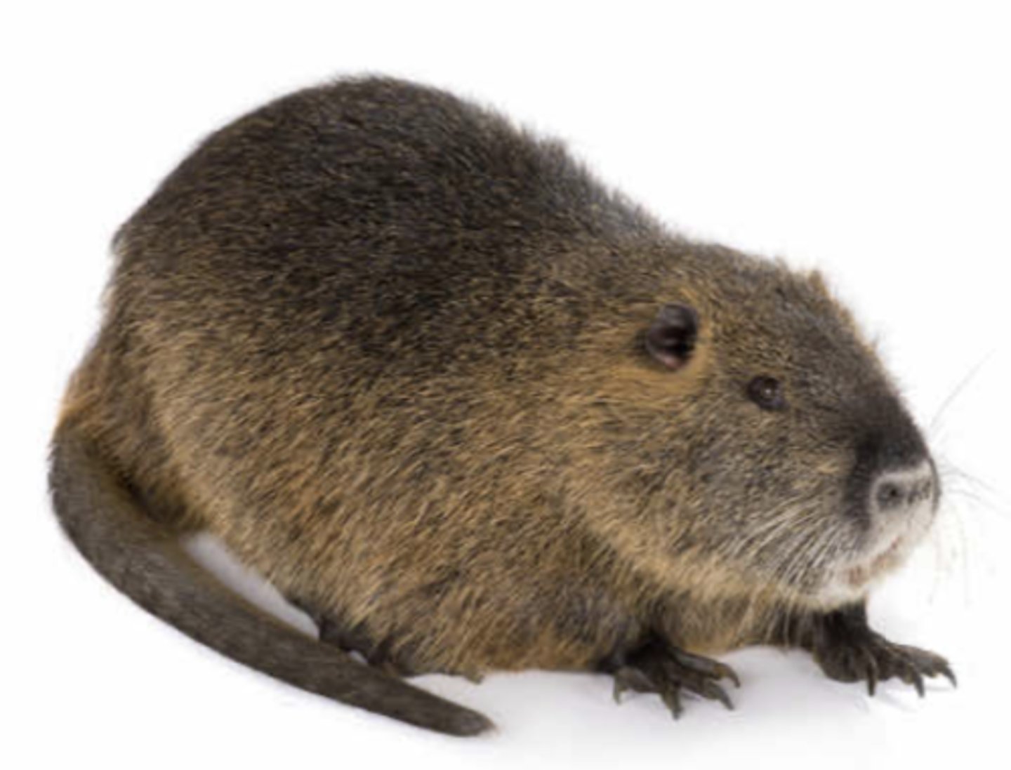 <p>Name, habitat, range</p>