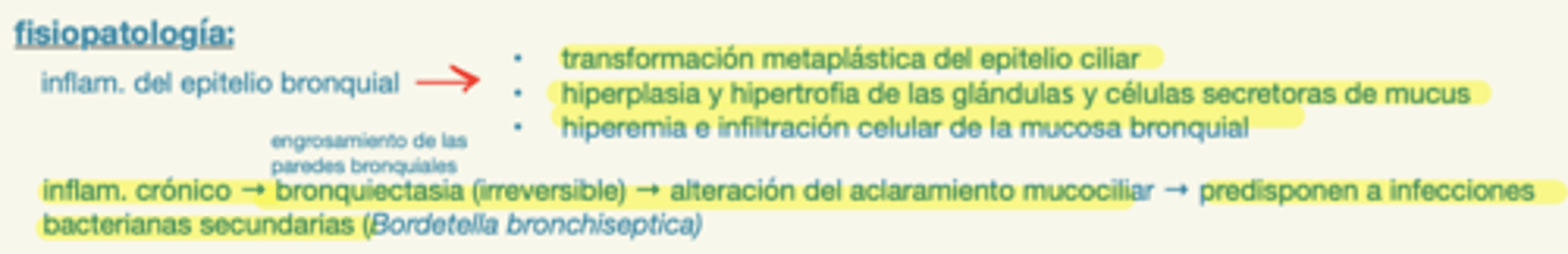 <p>aclaramiento mucociliar. por eso, pueden ocurrir infecciones bacterianas secundarias (especialmente Bordetella bronchiséptica)</p>
