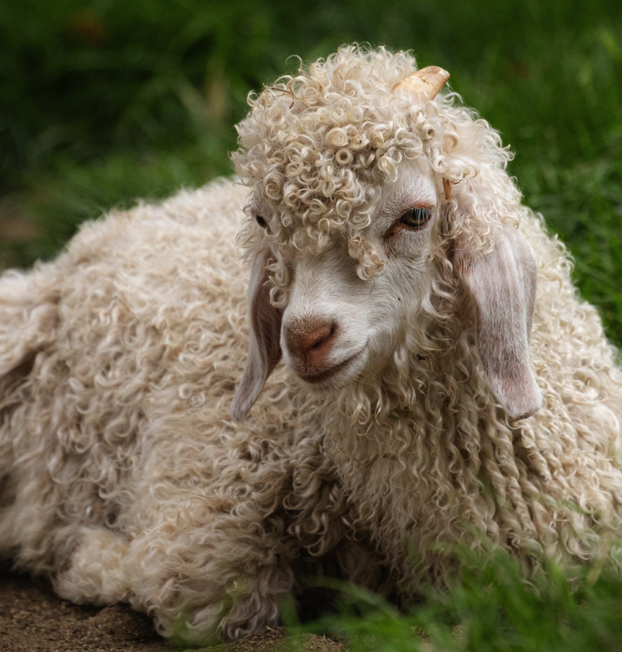 <p><span><span>• Hebben een aparte zachte vacht</span></span></p>