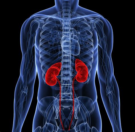 <p><strong>KIDNEYS</strong></p>