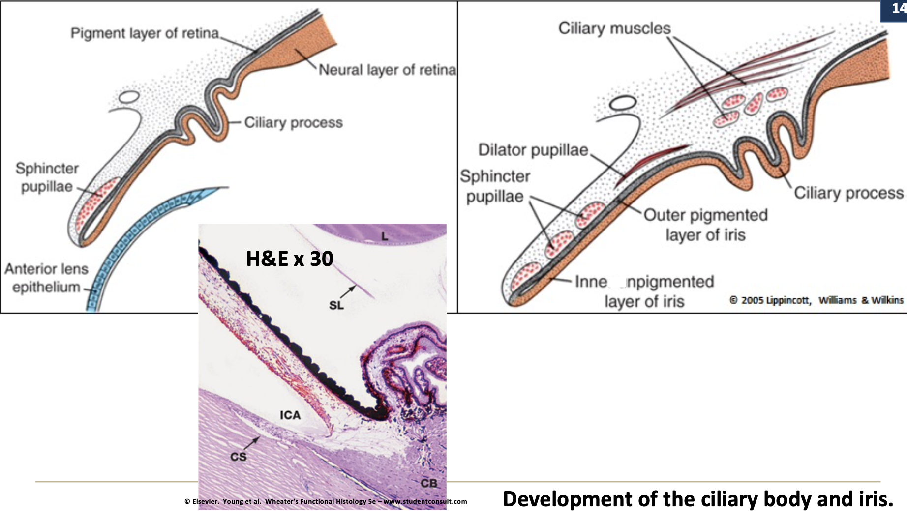 <p>The fused inner and outer layers of the ventral optic cup (stratified cuboidal).</p>