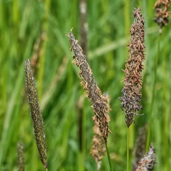 <p>Foxtail grass </p>