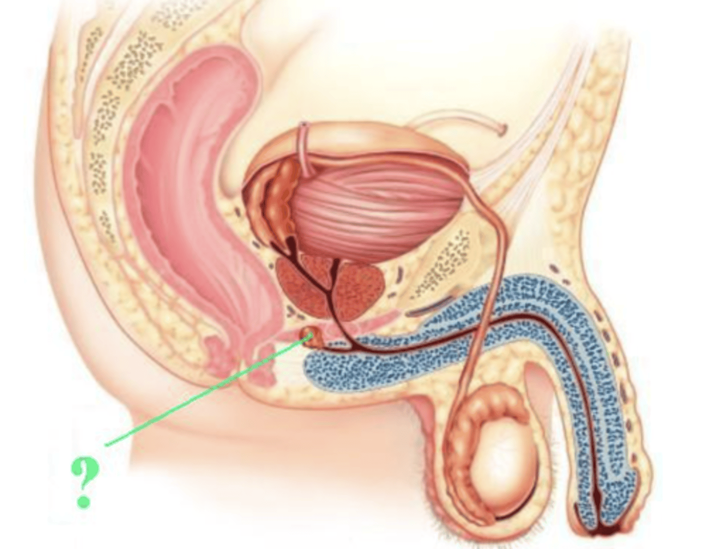 <p>bulbourethral gland</p><p>OR</p><p>Cowper's gland</p>
