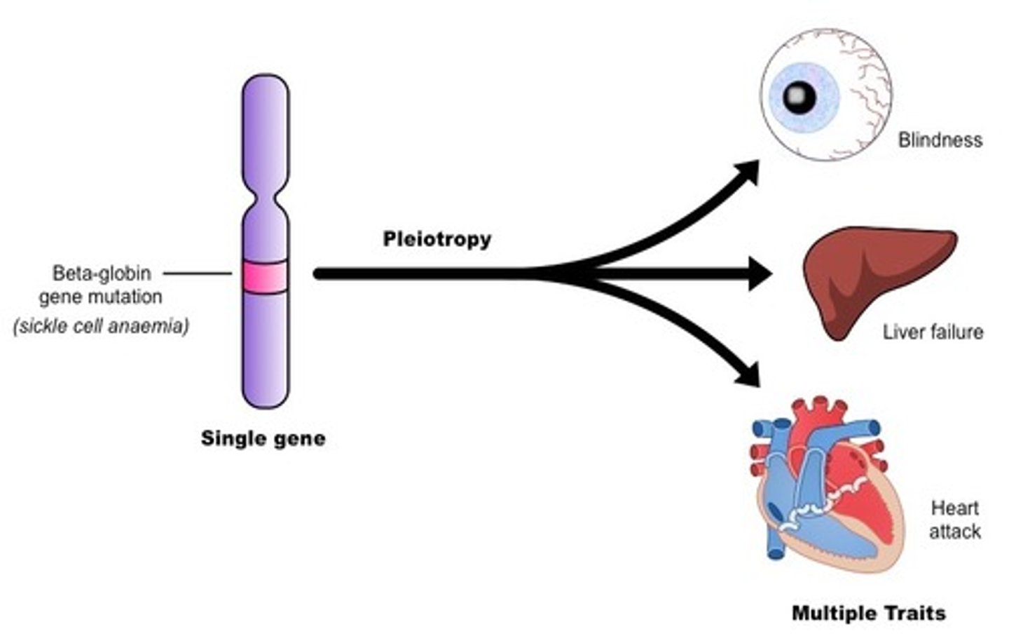 <p>One gene affects multiple phenotypic characteristics</p>