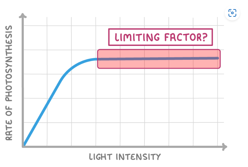 <p><span>At the point indicated on the graph above, what 2 things could be limiting the rate of photosynthesis?</span></p>