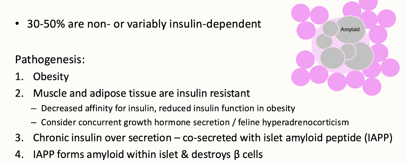 <p>Type 2 diabetes mellitus in cats is characterized by insulin resistance, often linked to obesity, leading to inadequate insulin secretion and resulting in hyperglycemia. </p>