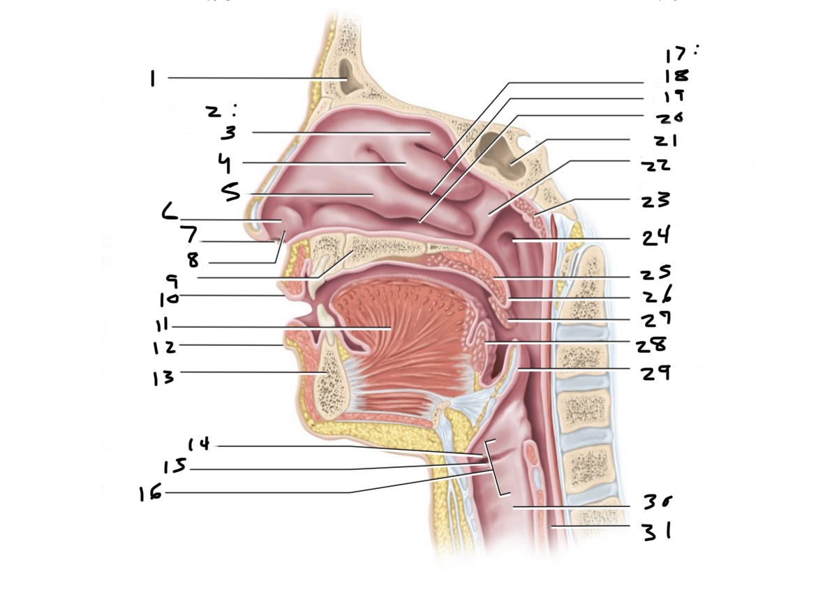 <p>what is 31?</p>