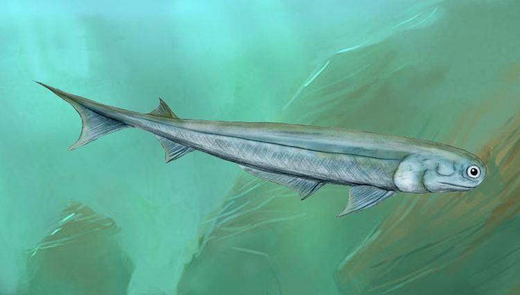 <ul><li><p>Extinct</p></li><li><p>Most the size of minnows</p></li><li><p>Heterocercal tail</p></li><li><p>Teeth formed shark-like tooth whorl&nbsp;</p></li><li><p>Primitive, large operculum-covered gills</p></li></ul><p></p><p>“Spiny sharks”</p>