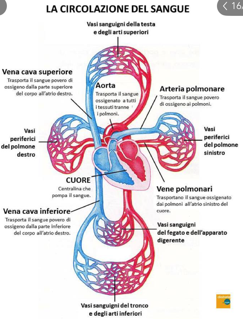 <p>Il sangue refluo ritornerà al cuore tramite la Vena Cava Superiore e Inferiore, insieme al Seno Coronario (che raccoglia il sangue dalle pareti del cuore stesso) che sboccano tutti nell’Atrio Destro, dove termina la grande circolazione.</p><p>Qui il sangue viene spinto durante la sistole atriale dall’atrio al ventricolo destro, dove inizia la piccola circolazione o circolazione polmonare:</p><ul><li><p>Ventricolo destro → tronco polmonare → arterie polmonari dx e sx</p></li><li><p>A questo punto il sangue viene riossigenato nei capillari polmonari degli alveoli polmonari e ritorna attraverso le 4 vene polmonari all’atrio sinistro</p></li></ul><p>Poi il sangue passa dall’atrio al ventricolo sinistro (sempre con la sistole atriale) e da qui verrà distribuito a tutto il corpo attraverso la aorta. Qui inizia la grande circolazione o circolazione sistemica</p><p>A livello degli organi, a livello capillare avvengono gli scambi gassosi, il sangue viene deossigenato e tornerà al cuore attraverso le vene cave.</p><p>La unidirezionalità del flusso è garantita dalle valvole cardiache.</p><p></p>