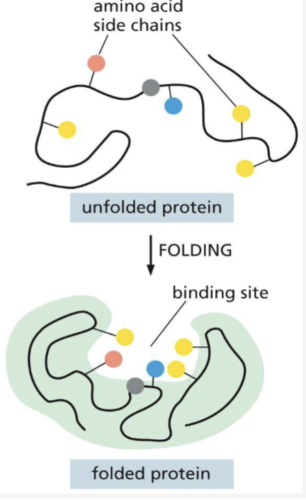 <p>creates a pocket where other proteins can bind, binding sites allow interactions with specific ligands</p>