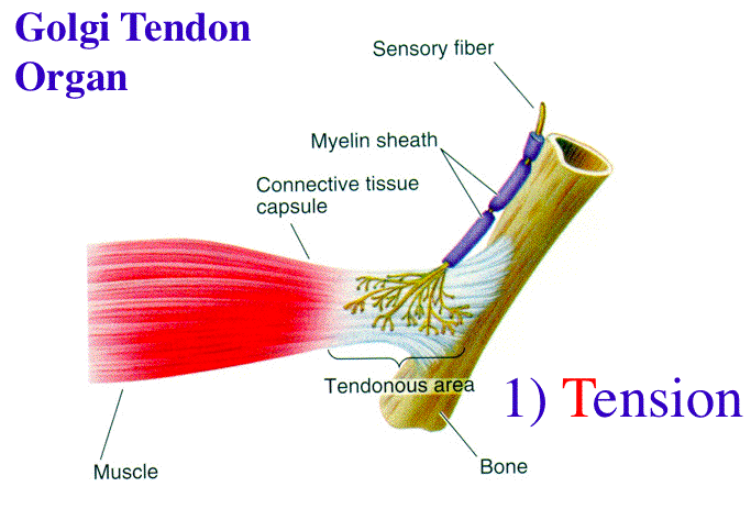 <p>Golgi Tendon Organ</p>