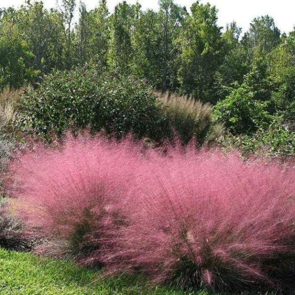 Hairawn muhly