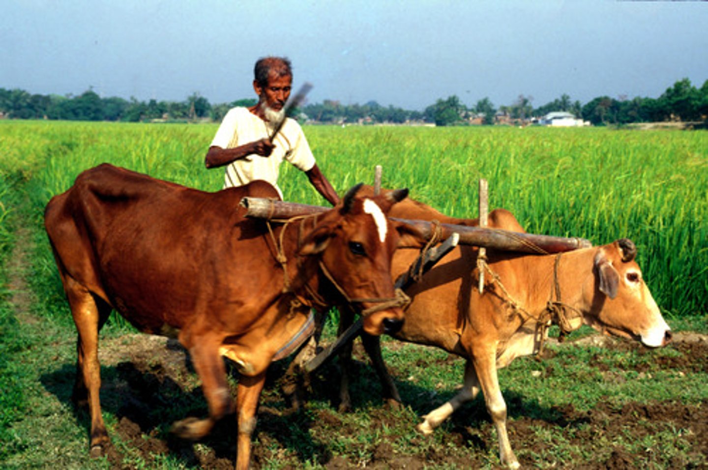 <p>chăn nuôi gia xúc</p>