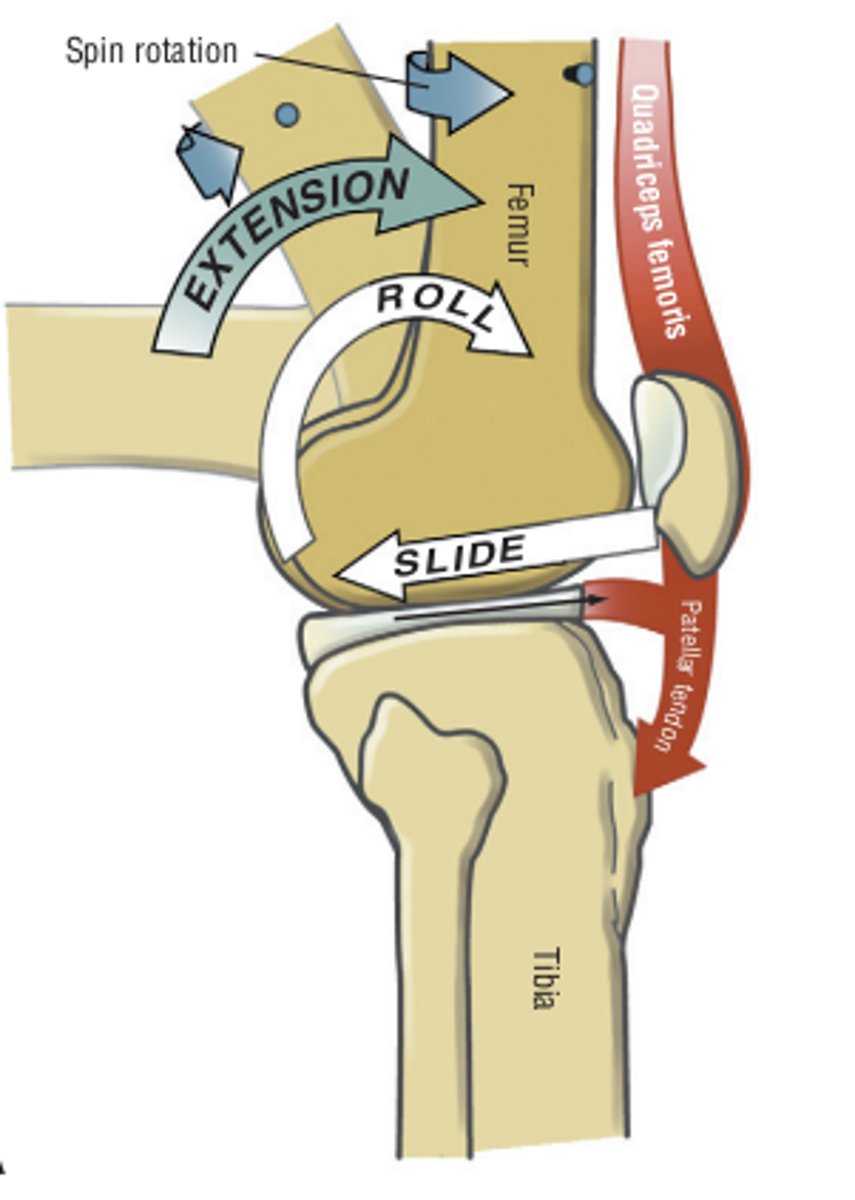 <p>a single point on 1 articular surface contacts multiple points on another articular surface <br><br>sliding of 1 joint surface over another <br>ex: during a squat the femur rolls posteriorly and slides anteriorly on the tibia (convex and concave--&gt; roll/slide occurs in opposite directions)</p>