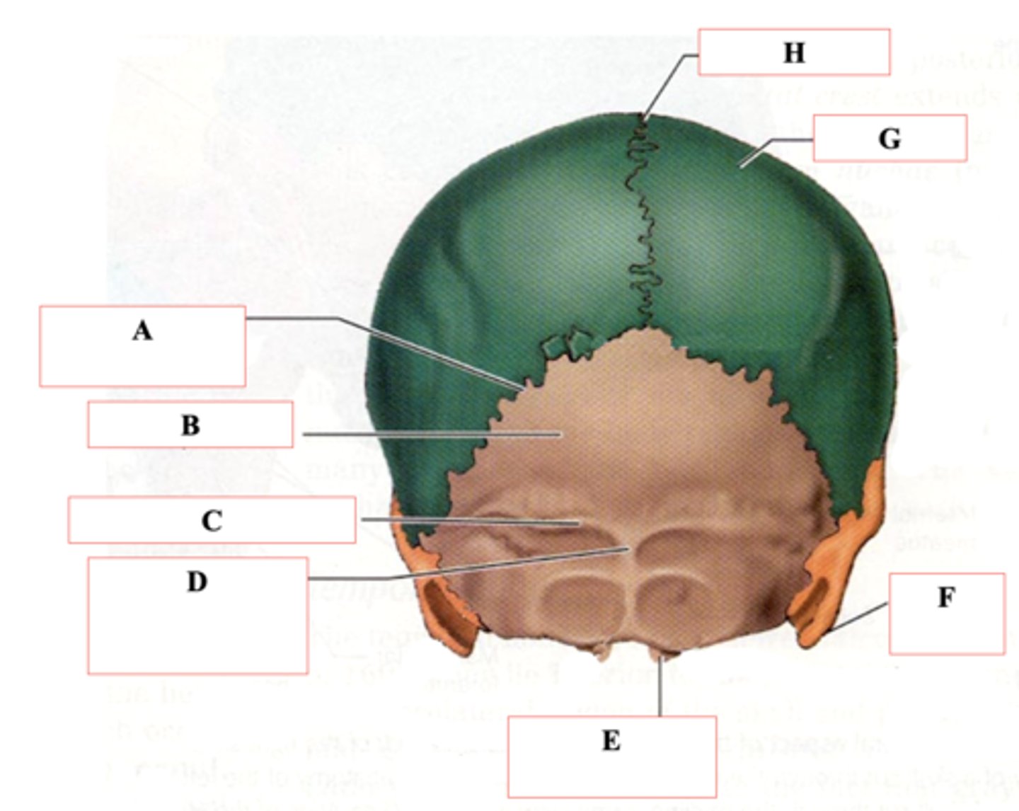<p>Identify A.</p>