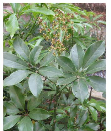 <p>BFD - Schefflera octophylla </p>
