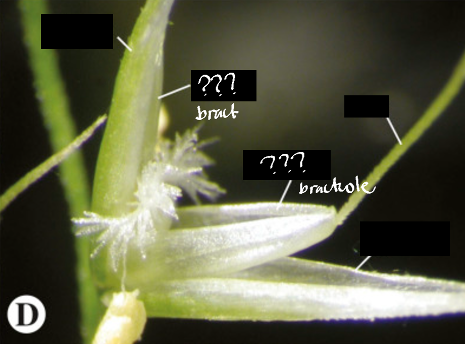 <p>bract and bracteole respectively; both boat-shaped and surround the whole floret on the outside, with the latter being the outermost</p>