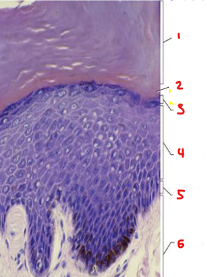 <p>what tissue is the epidermis composed of? what are the layers?</p>