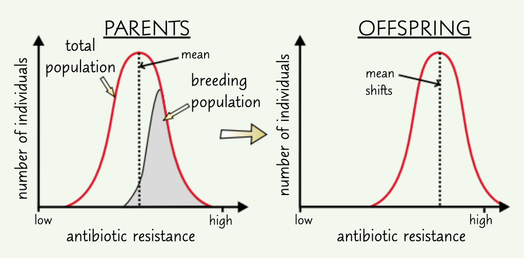 <p>antibiotic resistance</p>