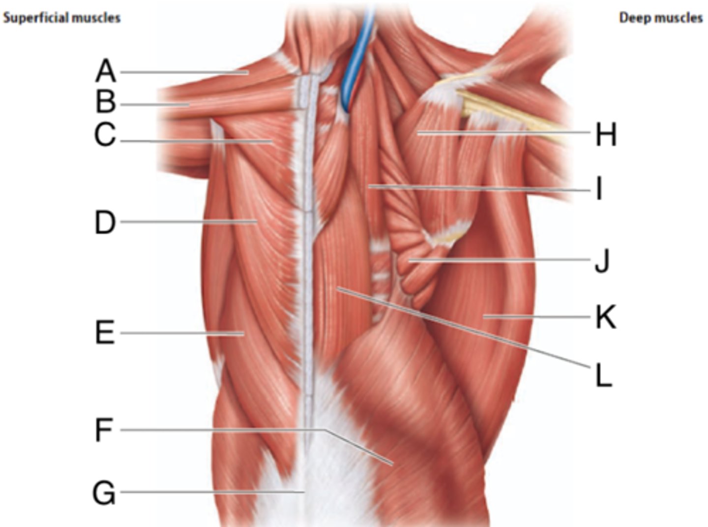 <p>What is the muscle indicated by letter J? What is an attachment point and function?</p>