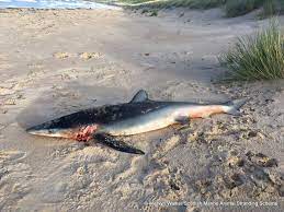 <p>What fish is this?</p>