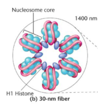<p>the nucleosome fiber continues to pack into a thicker structure consisting of multiple bundles of nucleosome cores coiled around and stacked upon one another. The bundles get separated from the next bundle by a H1, then get bundled into looped domains.&nbsp;</p>
