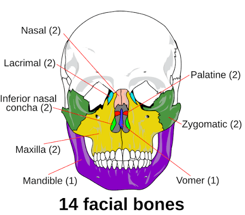 <p>(2) Nasal bones, (2) Maxillae, (2) Zygomatic, (2) Lacrimal, (2) Palatine, (2) Inferior nasal conchae, (1) Yomer bone, (1) Mandible </p>