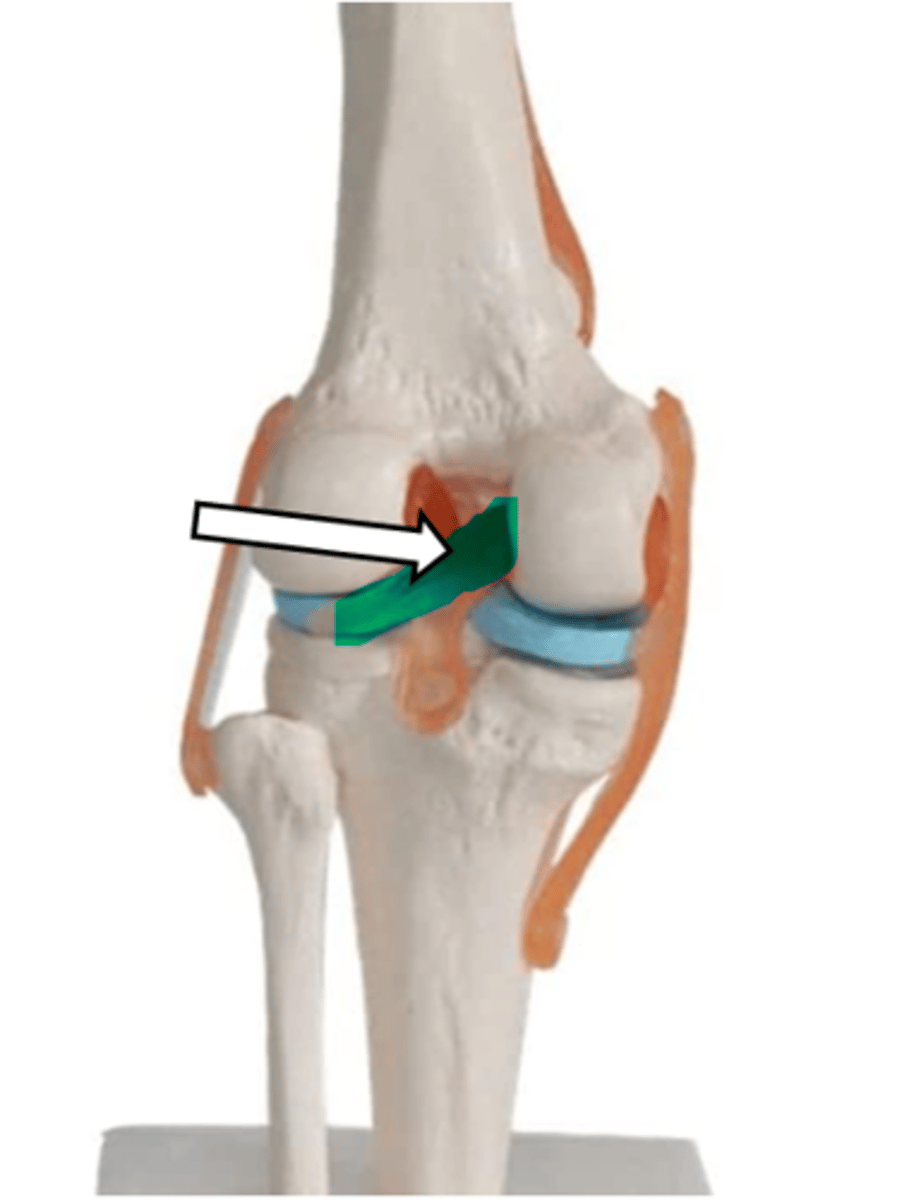 <p>name the articulation/joint</p>