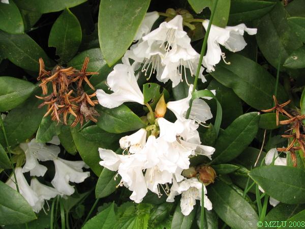 <p><span>pěnišník</span></p>