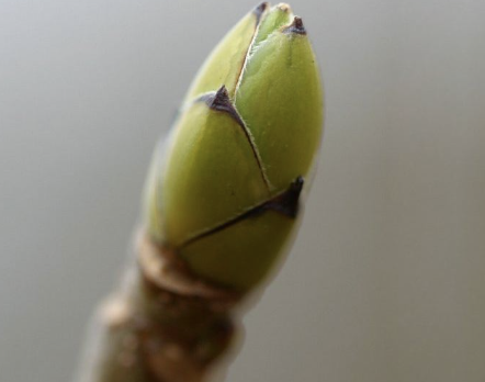 <p>What type of bud is this?</p>