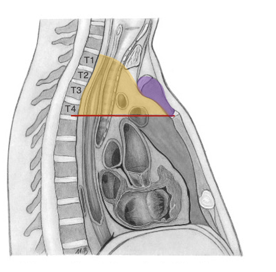 <p>Afgrænsninger af mediastinum superius</p>