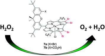 <p>Catalases use an iron-containing heme group as a central cofactor to break down hydrogen peroxide into water and oxygen</p>