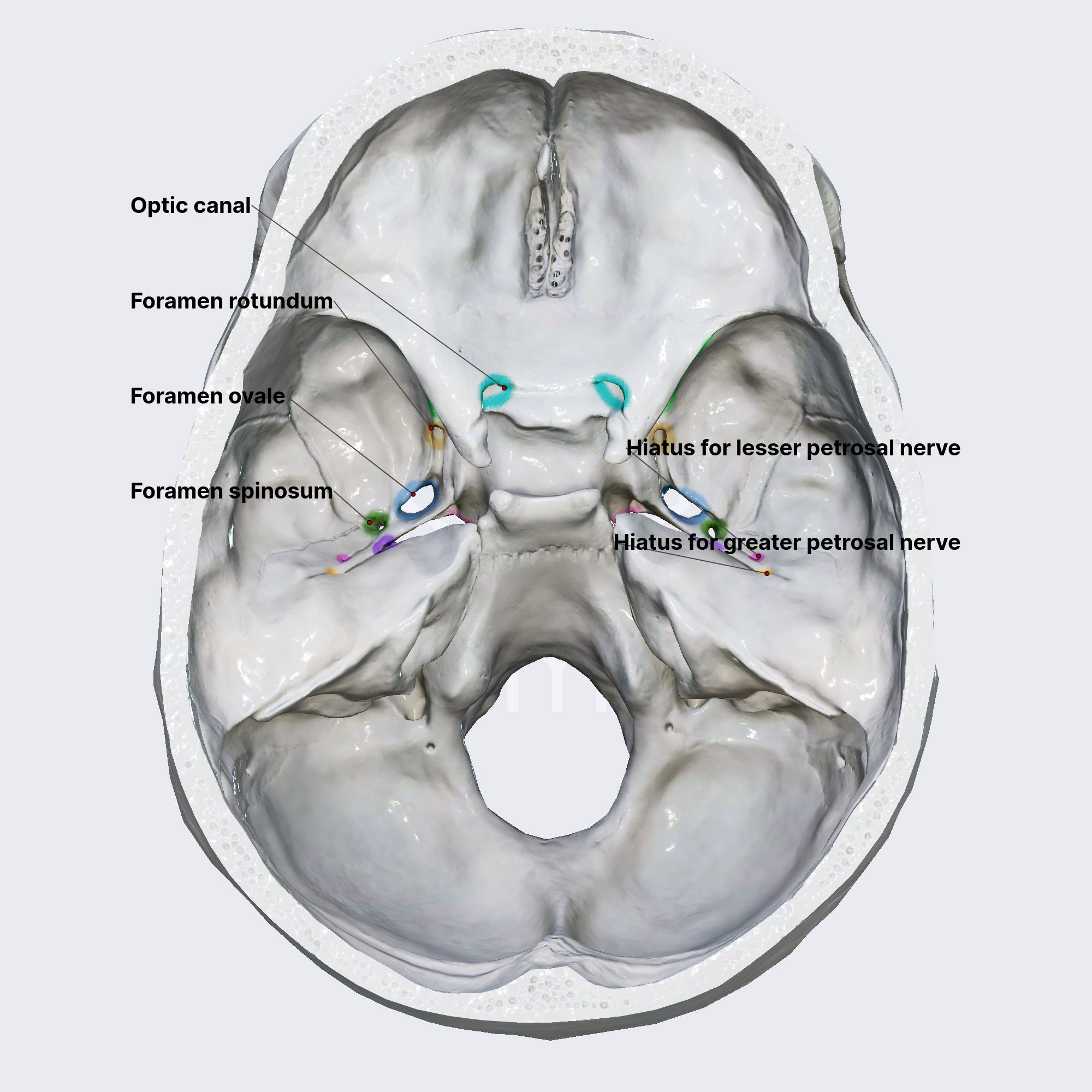 <p>Lie anterior to the sella turcia and allow optic nerves to pass.</p><p>Sphenoid bone.</p>