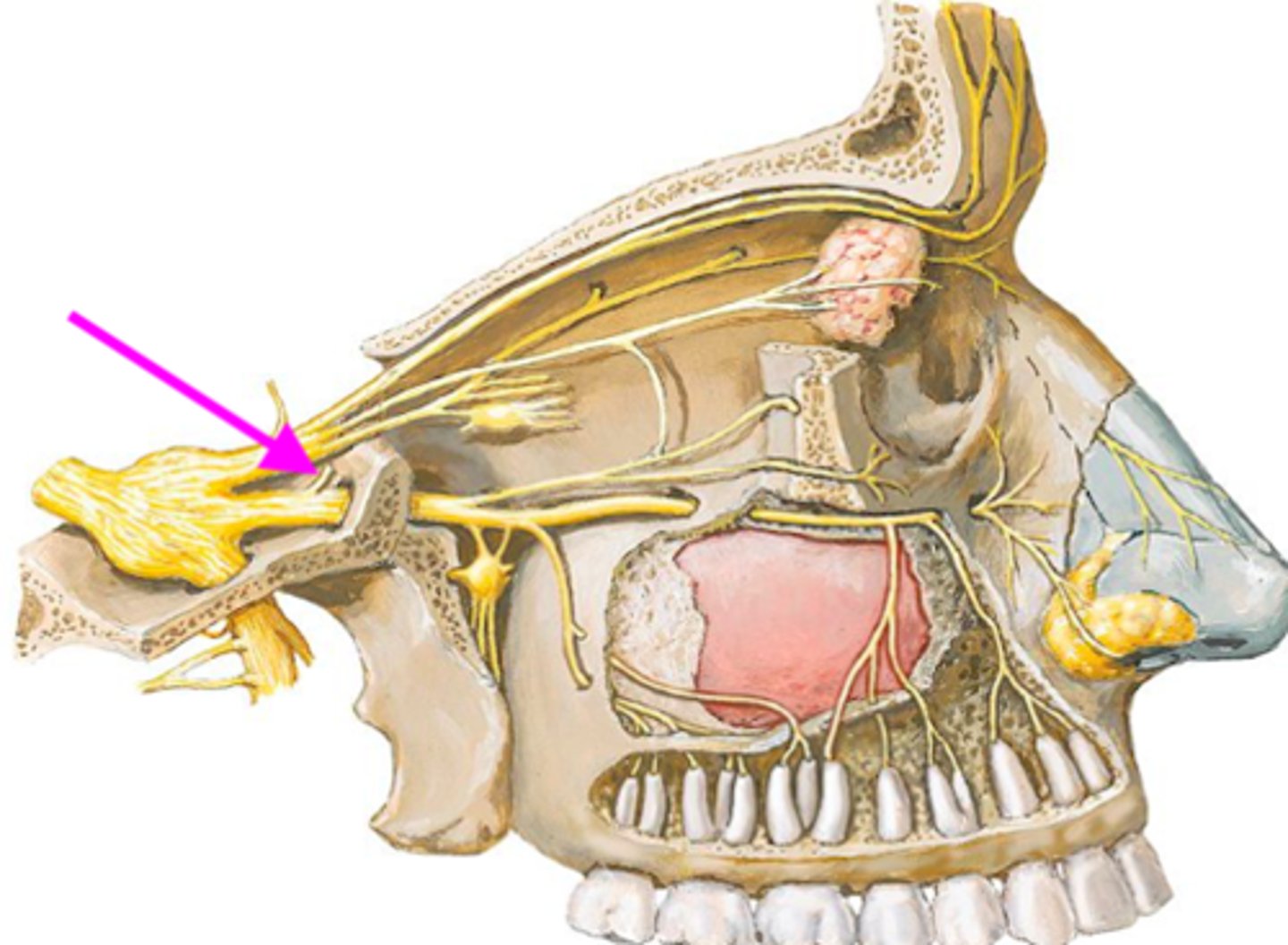<p>if this structure was lacerated, what function would be diminished</p>
