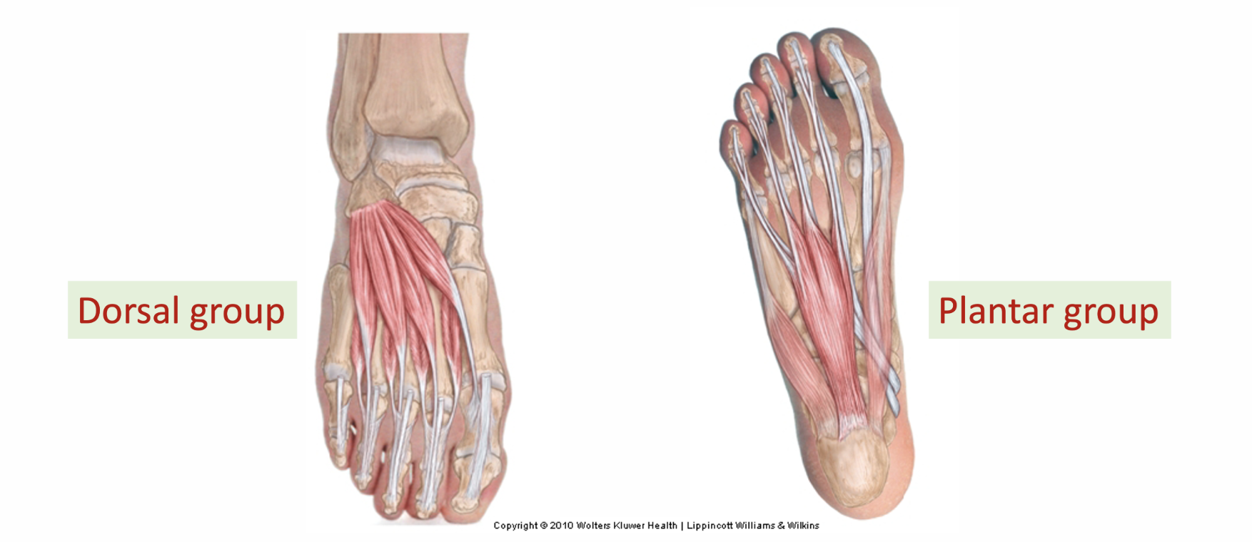 <p>dorsal = extensors of foot</p><p>plantar </p>